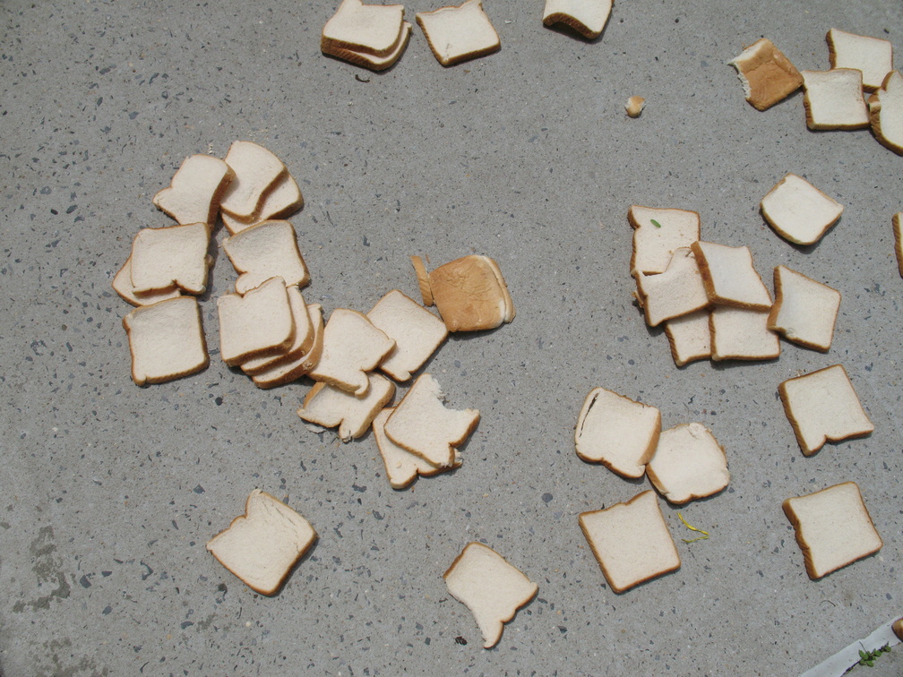 A Field of Dead Bread