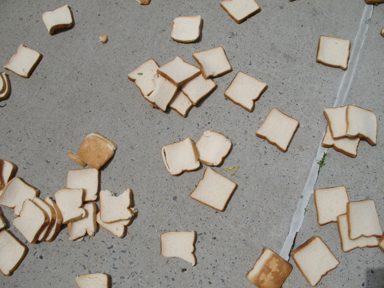 A Field of Dead Bread