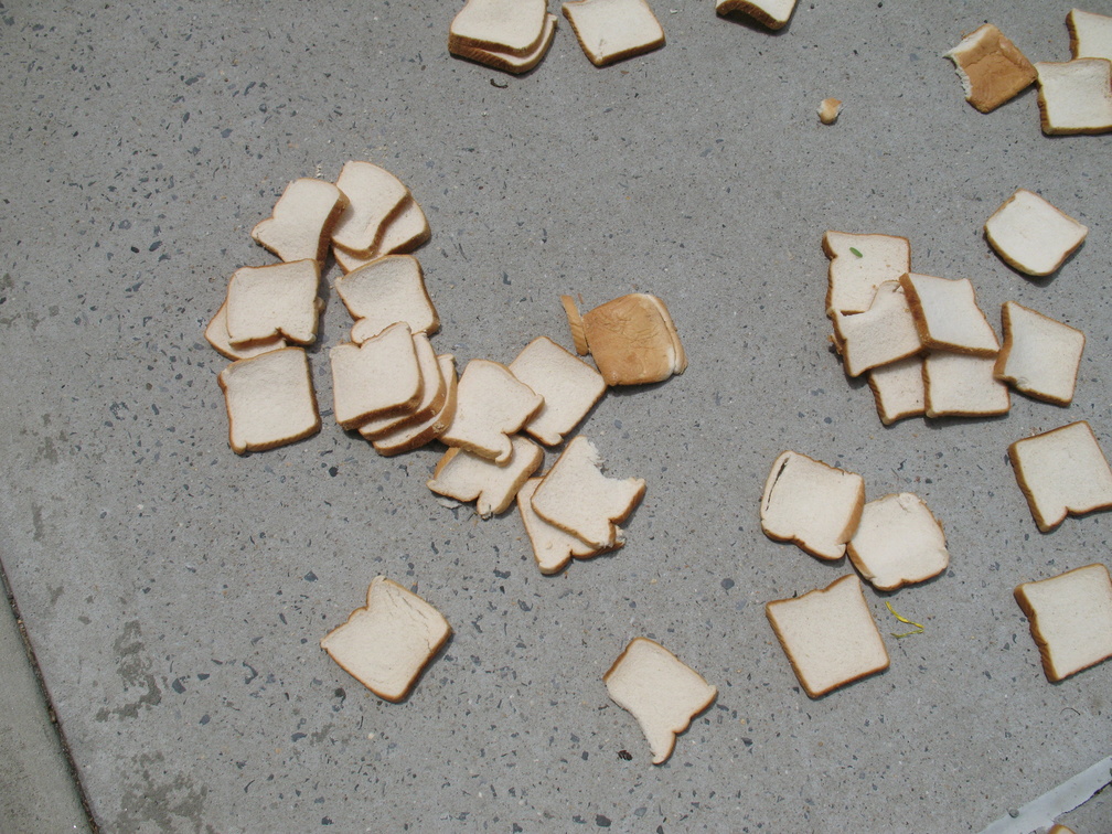 A Field of Dead Bread