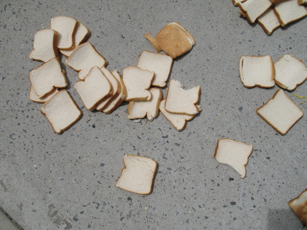 A Field of Dead Bread