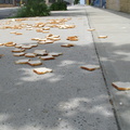 A Field of Dead Bread