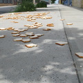 A Field of Dead Bread