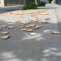 A Field of Dead Bread