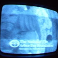 NYC Public Access Television Screenshots January 2006