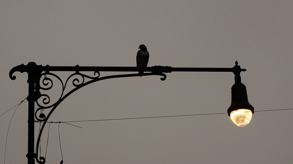 Holding Court Pigeon Over Broadway in Astoria DSC06959