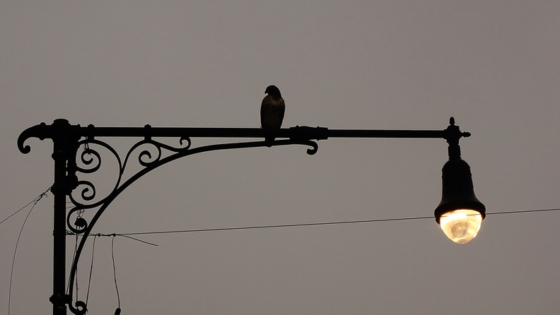 Holding Court Pigeon Over Broadway in Astoria DSC06959.jpg