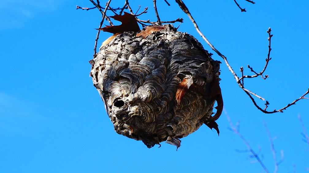 hORNETS nEST DSC08974