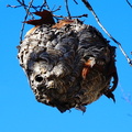 hORNETS nEST DSC08974