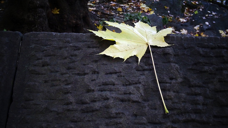 Leaf at Central Park DSC04860.jpg