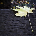 Leaf at Central Park DSC04860