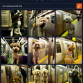 craiyon 193440 nyc subway poodle dog