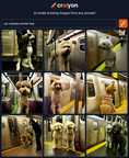 craiyon 193440 nyc subway poodle dog