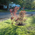 Lewiston, New York. October, 2012.