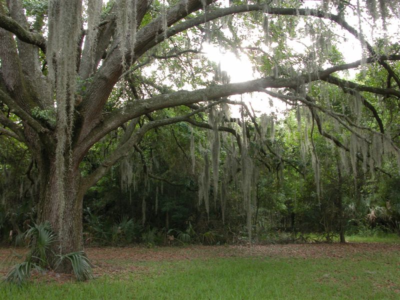 Hamner Tower Park, Tampa