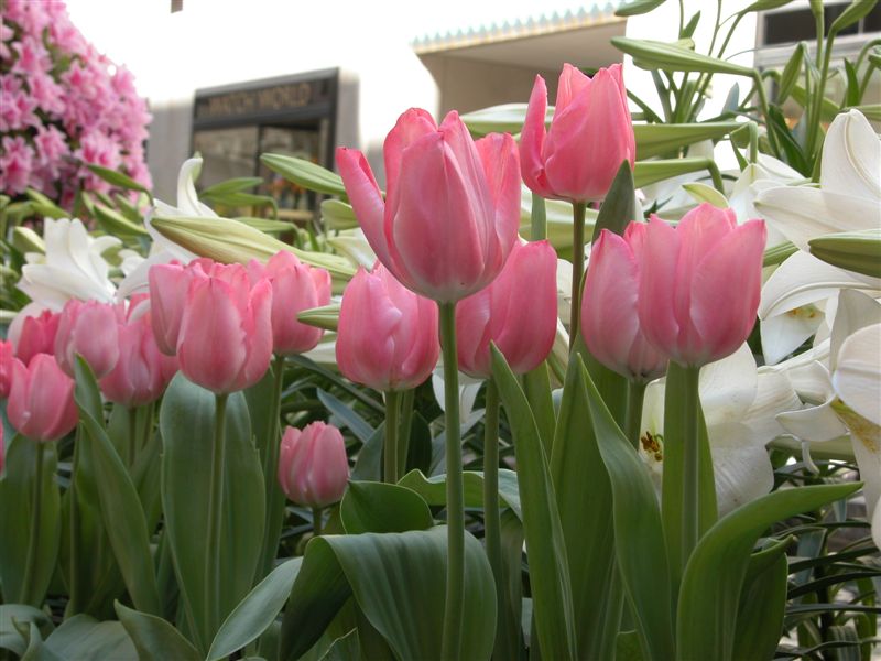 Flowers at Rockefeller Center