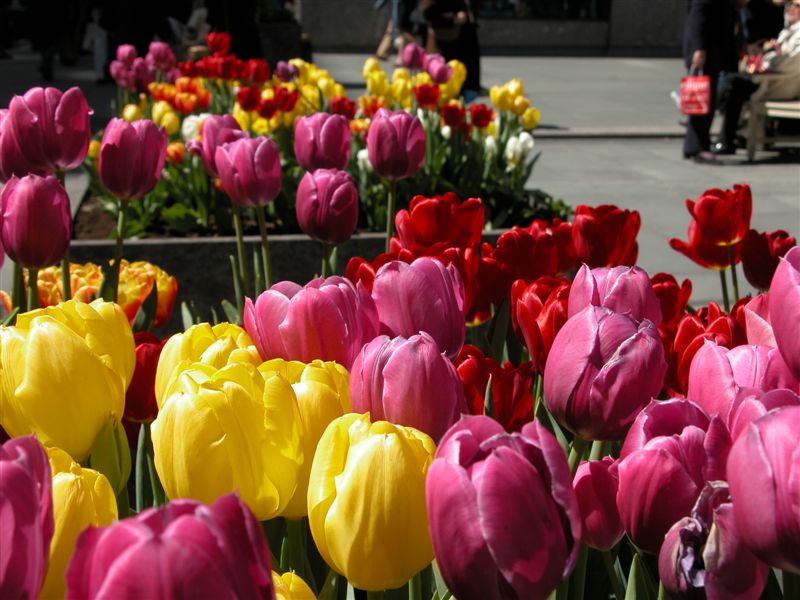 Flowers at Rockefeller Center