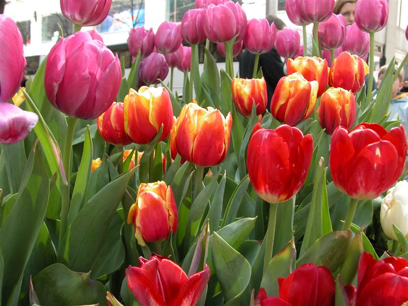 Flowers at Rockefeller Center