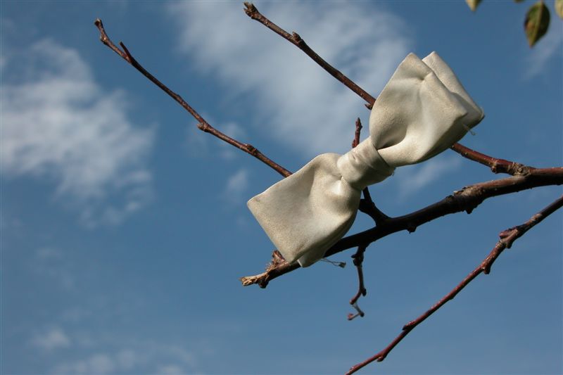 Bowtie on a Tree at Rainey Park, Long Island City. October 16, 2003