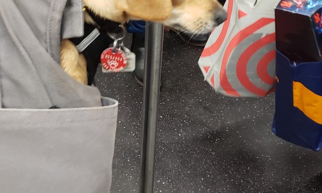 Dog in bag