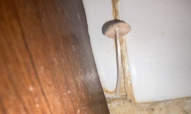 Mushrooms Grow Out Of The Walls In ‘Dangerous’ NYC Building | New York City, NY Patch